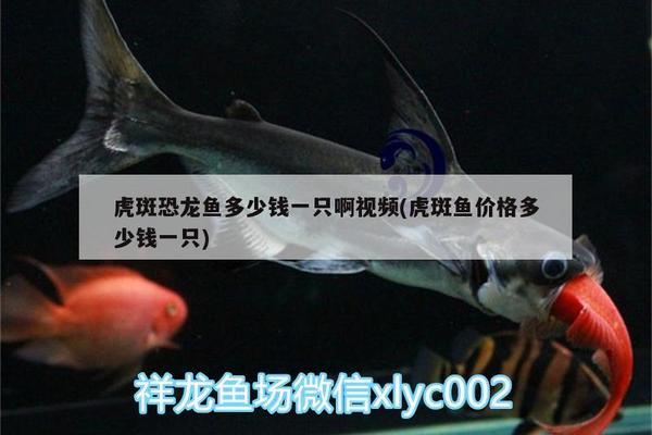 龍魚掉眼治療方法視頻講解大全（龍魚掉眼治療方法視頻講解大全圖片） 龍魚疾病與治療