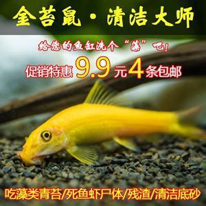 室外魚缸種什么水草好看（室外魚缸種什么水草好看又好養(yǎng)）