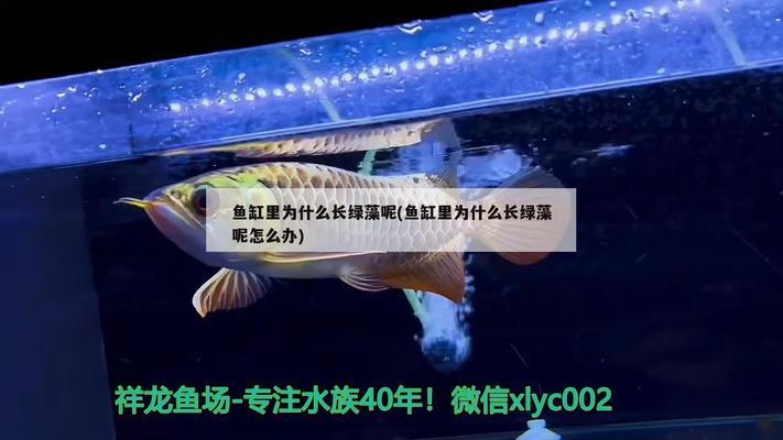 吐魯番魚缸定做（吐魯番魚缸定做廠家） 祥龍魚場