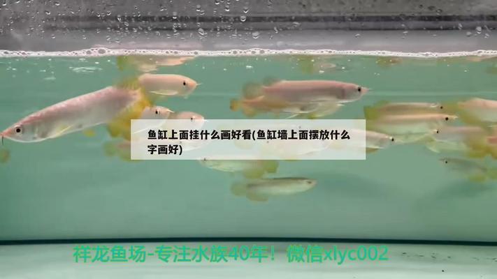 森森魚(yú)缸過(guò)濾器怎么使用（森森魚(yú)缸過(guò)濾器怎么使用圖片）