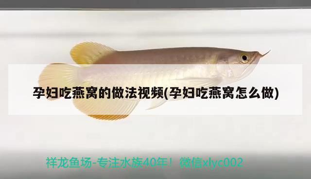 翡翠鳳凰魚（如何鑒別翡翠鳳凰魚品種）