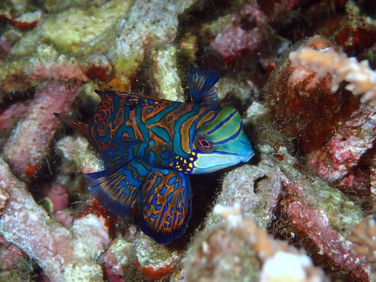 自制魚缸懸浮缸蓋圖片（自制魚缸懸浮缸蓋圖片大全）