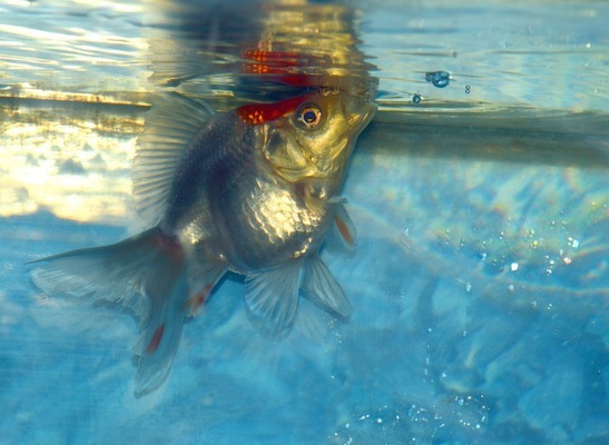 撫順市新?lián)釁^(qū)龍游天下水族館（撫順市新?lián)釁^(qū)龍游天下水族館電話）