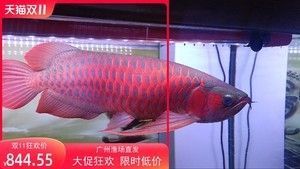 青山区佳璐水族馆（青山区佳璐水族馆电话）