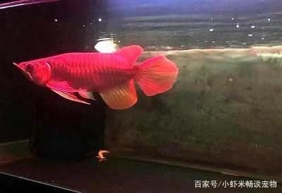 龍魚的養(yǎng)殖方法和注意事項（新手養(yǎng)龍魚入門） 龍魚疾病與治療