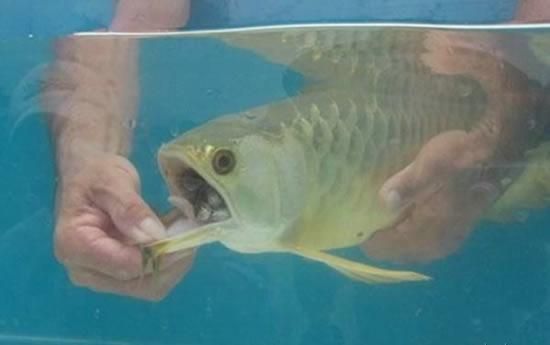 山東臨沂水族批發(fā)市場價格（山東臨沂水族批發(fā)市場價格表）