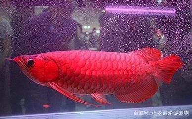 過(guò)背紅龍魚(yú)圖片（過(guò)背紅龍魚(yú)圖片大全） 紅龍魚(yú)百科