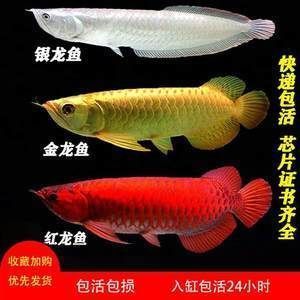 漢中哪里有定做魚(yú)缸的廠家（漢中哪里有定做魚(yú)缸的廠家電話）