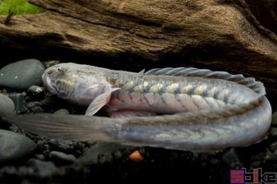 龍魚跳缸是什么原因呢視頻解說(shuō)一下（龍魚跳缸是什么原因呢視頻解說(shuō)一下）