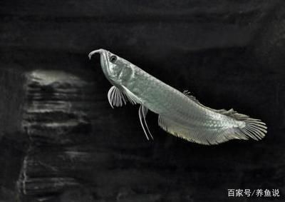 龍魚掉眼能自己恢復(fù)嗎視頻（龍魚掉眼能自己恢復(fù)嗎視頻講解）