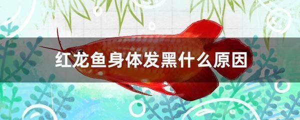 紅龍魚的飼養(yǎng)溫度（紅龍魚的飼養(yǎng)溫度是多少） 紅龍魚百科