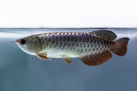 崇州市崇陽怡情水族館（崇州市崇陽怡情水族館電話）