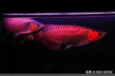 青島賣(mài)觀賞魚(yú)的地方叫什么名字（青島賣(mài)觀賞魚(yú)的地方叫什么名字來(lái)著）