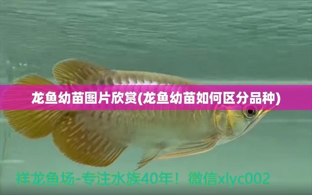 龍魚發(fā)病有哪幾種類型的癥狀（龍魚發(fā)病有哪幾種類型的癥狀圖片）