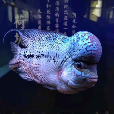 神仙魚(yú)能養(yǎng)嗎(神仙魚(yú)能養(yǎng)嗎怎么養(yǎng)) 虎魚(yú)魚(yú)苗