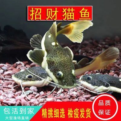 嘉峪關哪里有賣魚缸的市場啊電話號碼（嘉峪關哪里有賣魚缸的市場啊電話號碼是多少）