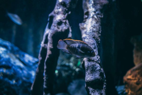 黑龍江大發(fā)國際貿(mào)易有限公司碧海水族館（黑龍江大發(fā)國際集團(tuán)）