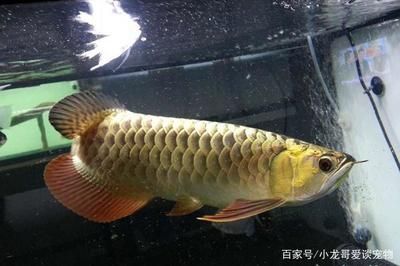 印尼血紅龍魚的價格一覽：印尼血紅龍魚多少錢一條？ 九鼎魚缸