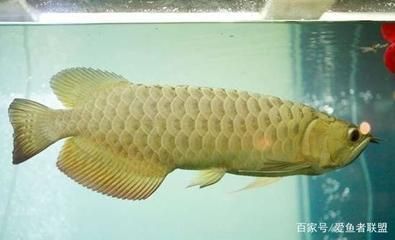 魚(yú)缸兩個(gè)星期不換水：魚(yú)缸兩個(gè)星期不換水魚(yú)就生病