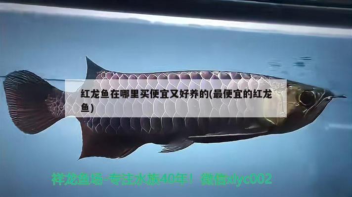 天津塘沽哪里定做魚缸好的地方（天津塘沽哪里定做魚缸好的地方）