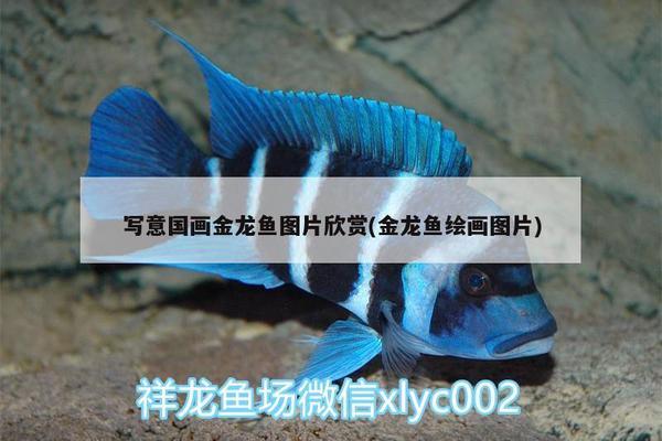 新疆觀賞魚群有哪些魚品種(新疆那邊有什么魚) 速倍妥魚糧魚藥