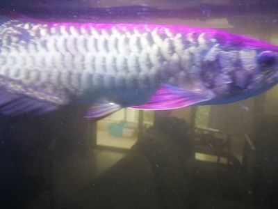 玻璃膠 魚缸（玻璃膠魚缸多少天可以試水）