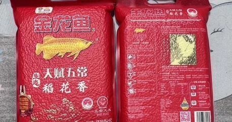 非洲金鼓魚好養(yǎng)么（非洲金鼓魚好養(yǎng)么出亮麗）