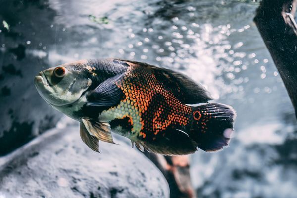 沈陽(yáng)有回收舊魚缸的嗎多少錢一噸水（沈陽(yáng)有回收舊魚缸的嗎多少錢一噸水泥）