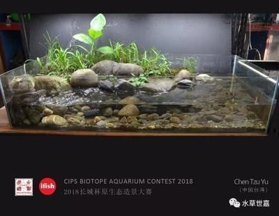 什么觀賞魚不容易死(什么觀賞魚不容易死掉) 賽級紅龍魚