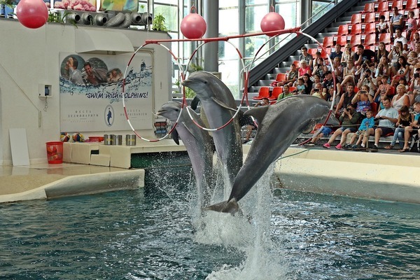 錫林浩特市云之海水族館（錫林浩特市云之海水族館電話） 全國水族館企業(yè)名錄