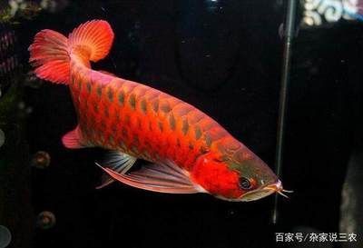 紅龍魚的品牌有哪些名字呢（紅龍魚的品牌有哪些名字呢圖片）