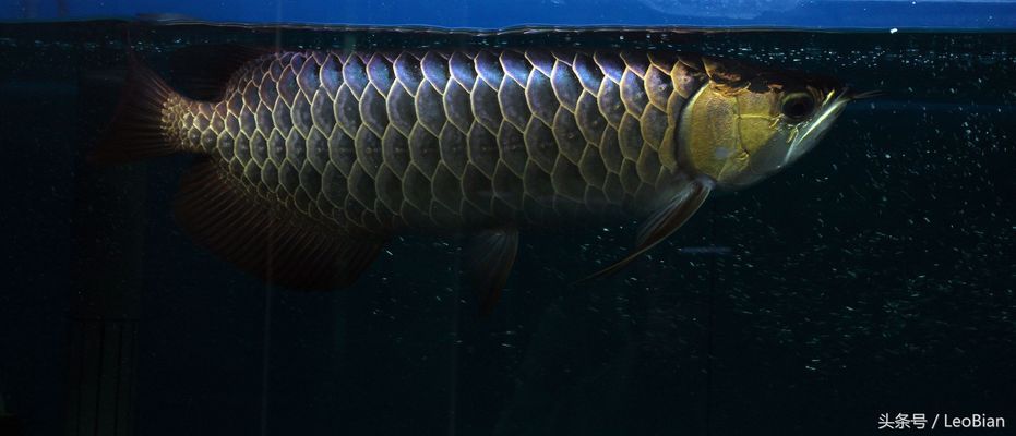 臺灣名人魚缸圖片欣賞， 臺灣名人魚缸圖片欣賞大全 巴卡雷龍魚 第2張