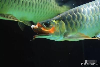 龍魚喂什么活魚好一點：龍魚活餌喂養(yǎng)注意事項 龍魚百科 第4張