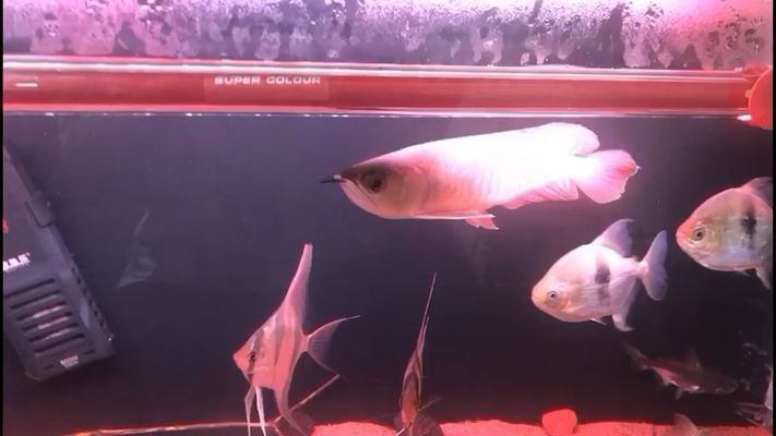 低價(jià)出售二手魚缸水族箱騙局揭秘圖片（賣二手魚缸）