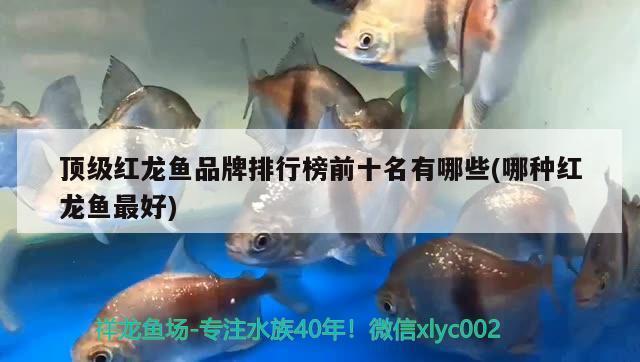 最好的紅龍魚排名前十位：最好的紅龍魚品牌排名前十位