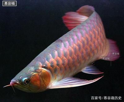 德陽水族批發(fā)市場(chǎng)地址在哪里啊電話（德陽水族批發(fā)市場(chǎng)地址在哪里啊電話號(hào)碼）