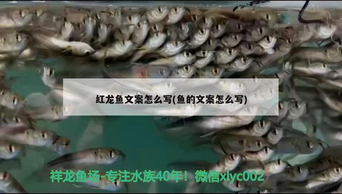 駐馬店觀賞魚群有哪些魚品種（駐馬店觀賞魚群有哪些魚品種圖片）