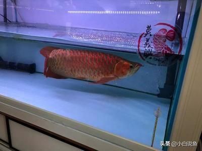 紅龍魚體內(nèi)有蟲怎么祛除（紅龍魚體內(nèi)有蟲怎么祛除掉）