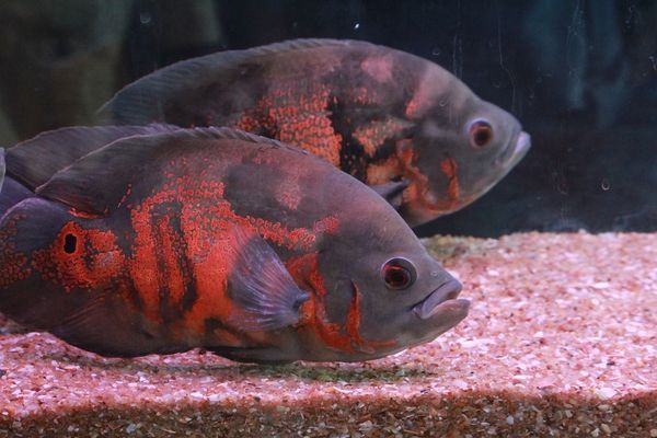 成華區(qū)金鴻水族館（成華區(qū)金鴻水族館地址）