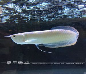 紅龍魚愛吃什么蝦（紅龍魚愛吃什么蝦類）