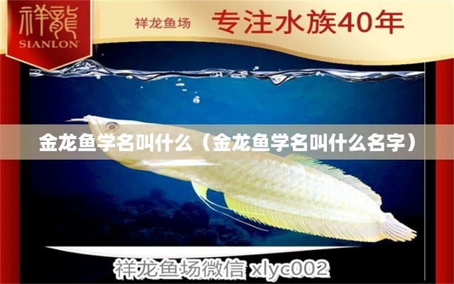 閑人才會養(yǎng)魚文案，養(yǎng)魚解壓經典語錄