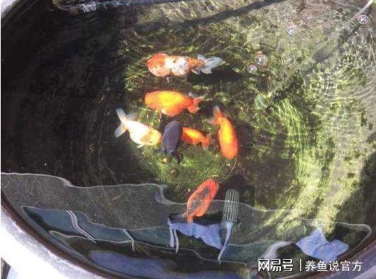 魚缸有魚可以用除氯藥嗎（魚缸有魚可以用除氯藥嗎視頻） 祥龍水族醫(yī)院