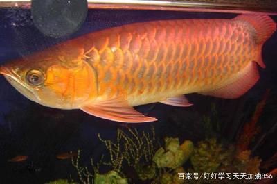 雷龍魚(yú)蒙眼怎么回事  小型觀賞魚(yú)