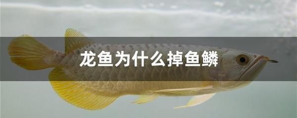 紅龍魚(yú)用什么顏色的燈好養(yǎng)呢（紅龍魚(yú)用什么顏色的燈好養(yǎng)呢視頻）