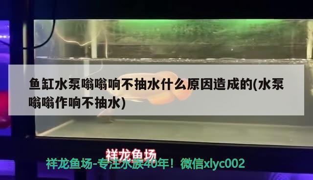 龍魚可以用珊瑚骨嗎（龍魚可以用珊瑚骨嗎圖片） 其他品牌魚缸