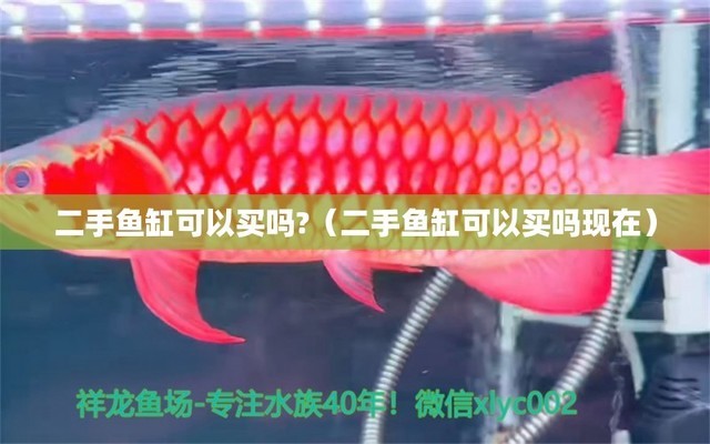 金底金龍魚（金底金龍魚是什么等級(jí)）