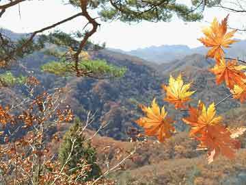 上海氧揚(yáng)揚(yáng)進(jìn)出口貿(mào)易有限責(zé)任公司（上海氧隆科技有限公司）