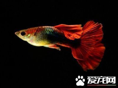 <strong><mark>arowana</mark></strong> in Utrecht :<strong><mark>arowana</mark></strong> Aquatics: Your One-Stop Shop for Exotic Fish in Utrecht