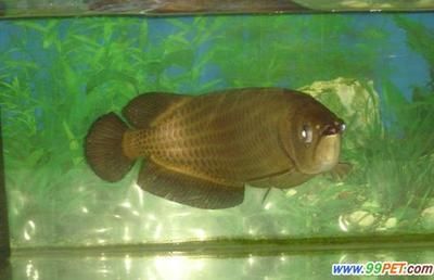 金魚(yú)缸裝飾品圖片大全大圖