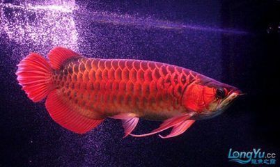 龍魚可以喂紅蟲嗎圖片（龍魚可以喂紅蟲嗎圖片大全） 廣州龍魚批發(fā)市場